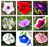 300+ Mixed Color Morning Glory Seeds for Planting, Wonderful Climbing Heirloom Vine - Morning Glory