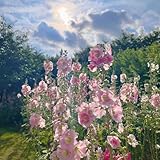 stockrosensamen - balkon bio winterharte gartendeko für draußen hochbeet gewächshaus 120pcs