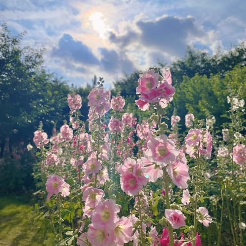 stockrosensamen - balkon bio winterharte gartendeko für draußen hochbeet gewächshaus 120pcs