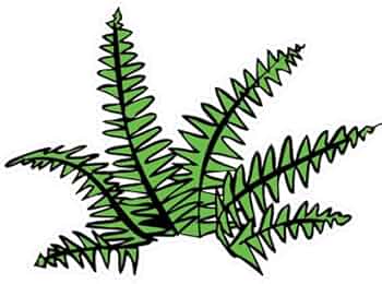 51W3J1ookGL._AC_UF350,