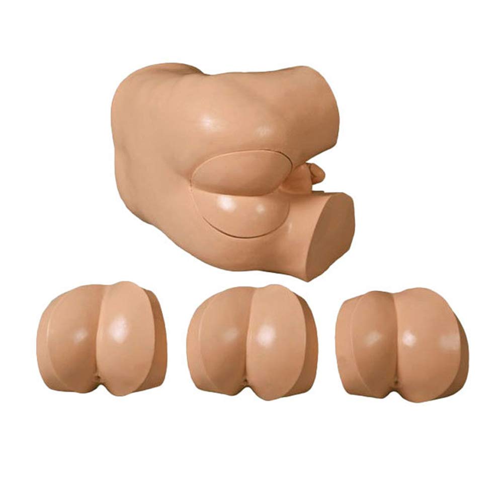 Sjdopulse Men's Human Rectal Examination Model - Manikin Teaching Model - Rectal Lesion Examination Teaching Manikin - Practice Training Model - Part Hyperplasia Simulator