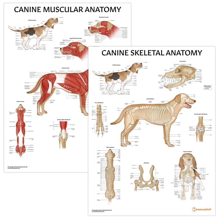 AnatomyStuff Canine Muscular and Skeletal Anatomy Poster 2 PACK, 45x60 cm, Dog Anatomical Chart Bundle, Canine Biology Diagram