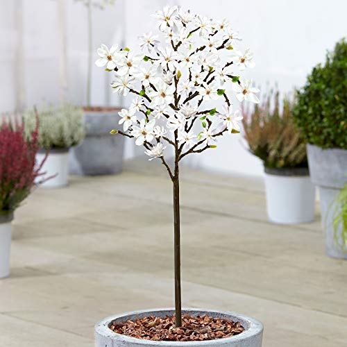 Magnolia \'Stellata\' Baum | Getopfte Bäume für kleine Gärten und Terrassenpflanzen | 60-90cm