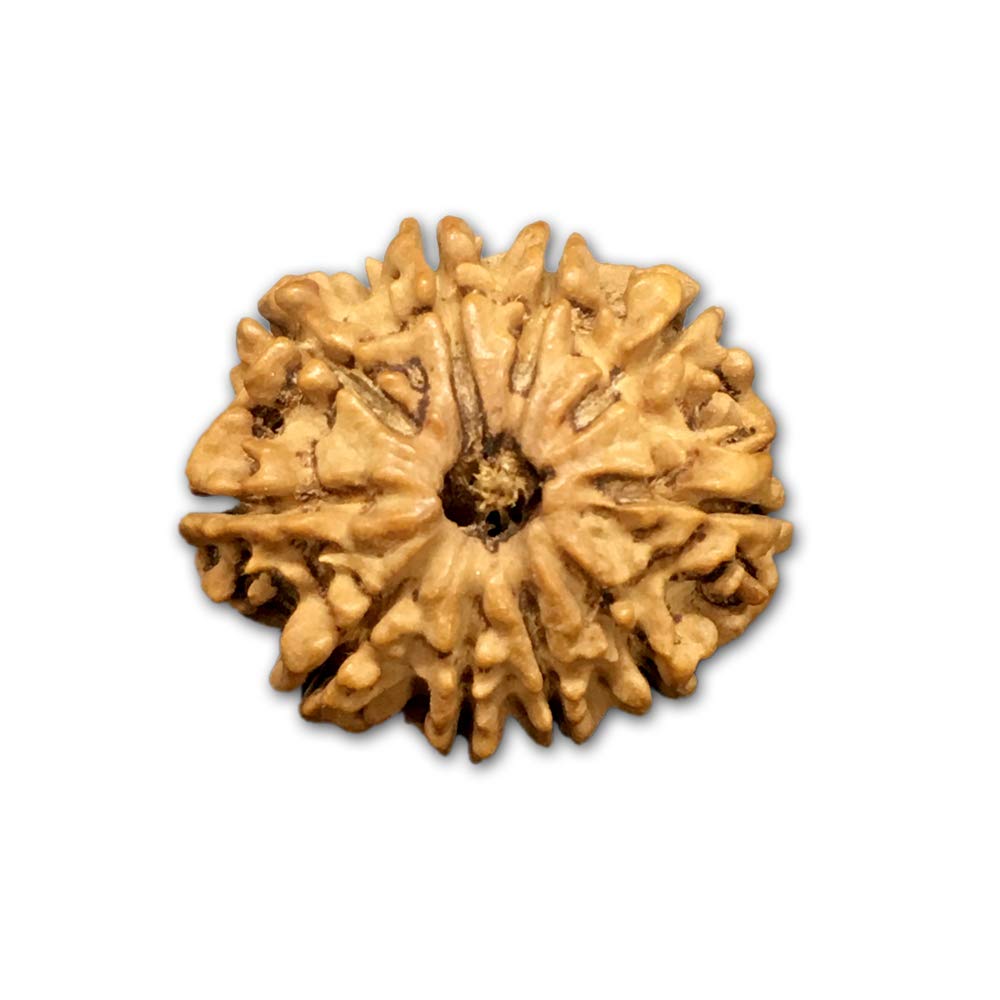 Rudraksha du Népal contre le stress perles de 22-24 mm lot de 10 graines naturelles Mukhi taille M