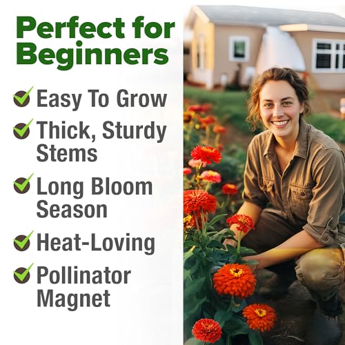 Image of HOME GROWN Will Rogers Zinnia Seeds - 150 Zinnia Flower Seeds for Planting Outdoors - Tall Zinnia Elegans Cut Flowers - Heirloom Non-GMO Zinnia Seeds for 2026