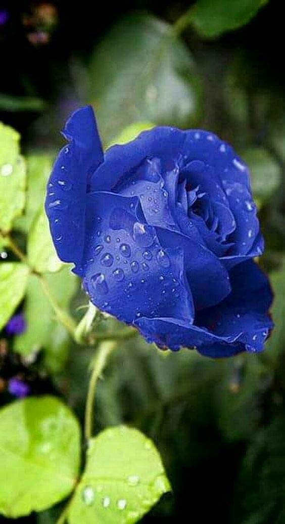 Royal Paradise Garden"Indigo Blue" Rose Flower Plant Home Garden Plant