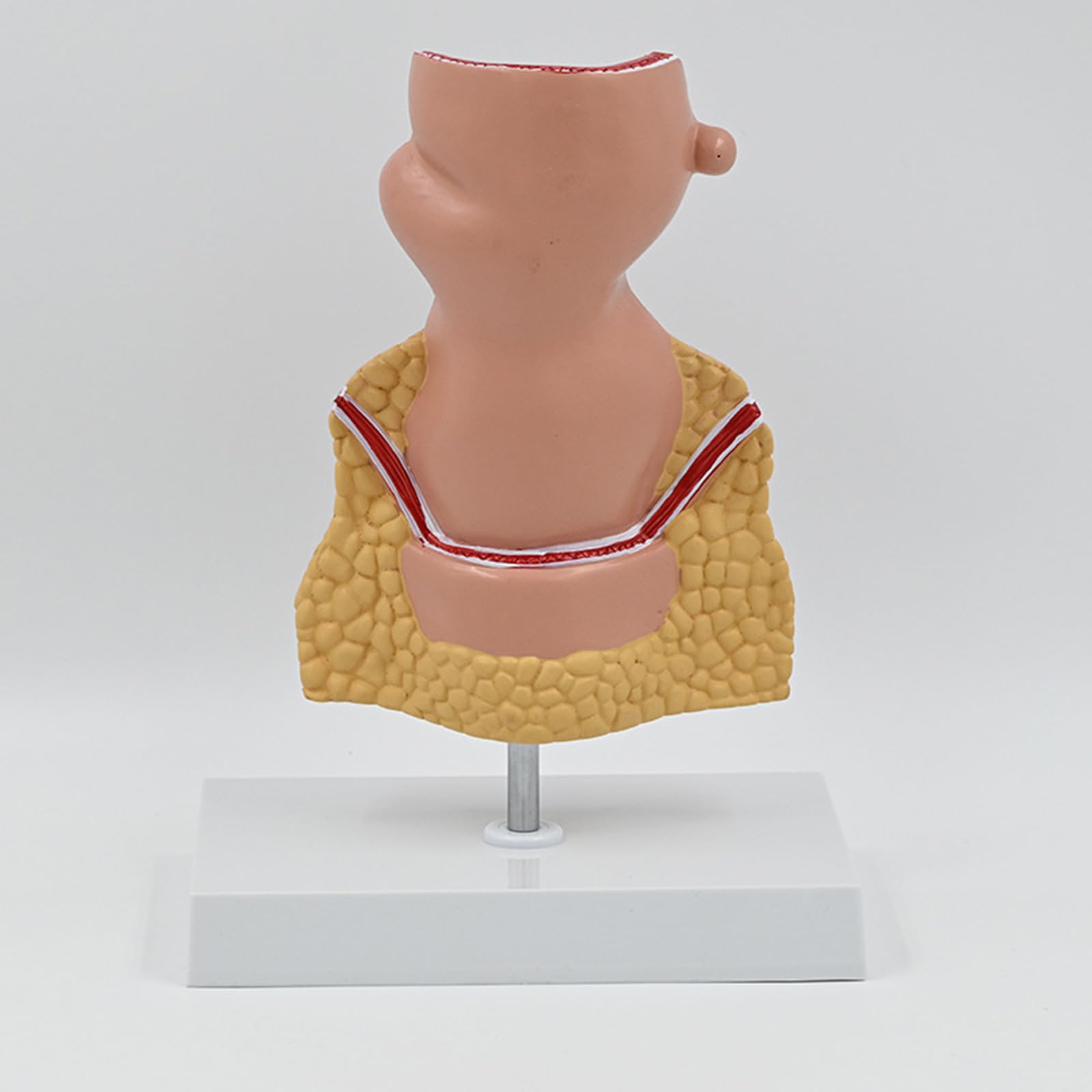 Modello retto per anatomia aiuto didattico patologie umane pratiche del retto modello di materiale scolastico umano per anatomia