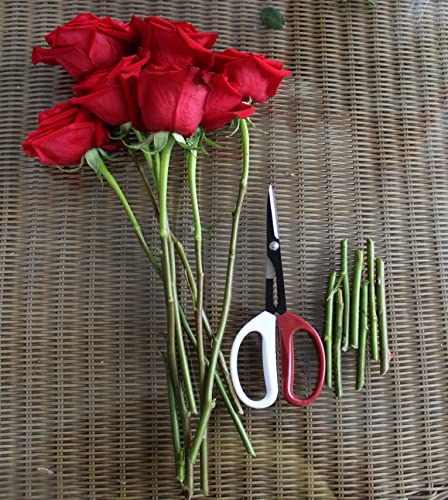 Tijeras Bonsái de Poda 8" Acero Inoxidable miniatura 5