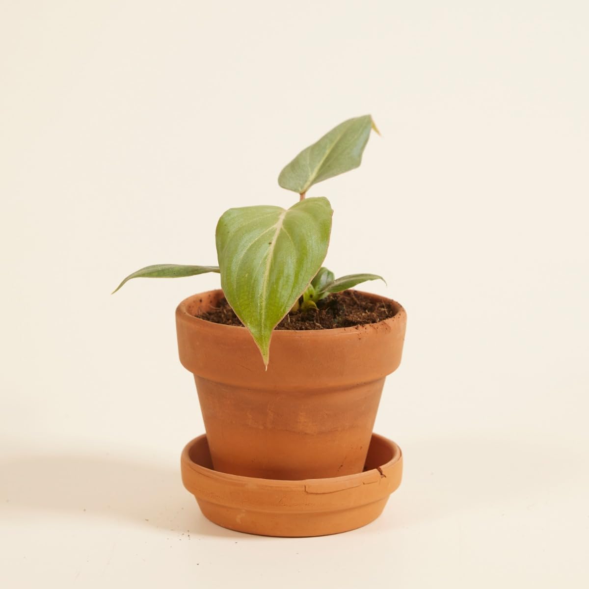 PLNTS - Baby Philodendron Philodendron Gloriosum (dark Form) -  Zimmerpflanzen, Pflanzen Echt, Nachhaltige Verpackung - 3cm Stecklinge -  Hhe 10cm - Direkt von der Grtnerei : Amazon.de: Garten