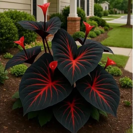 Image of Hosta Seeds For Planting (200 SEEDS) Low Maintenance - Grow Indoor /Outdoor Both - Grow Year Round (BLACK MARVEL)