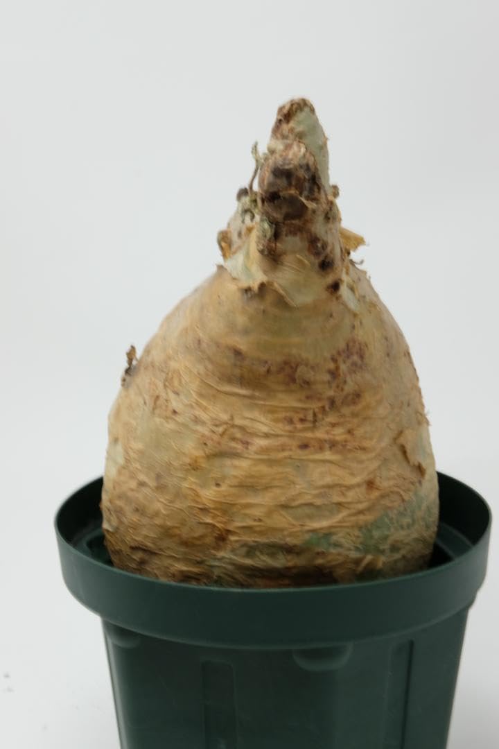 キフォステンマ ウタ マクロプス a 良形 発根管理中 【公式通販】