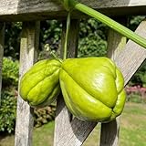chayote pflanzen kaufen samen - chayote samen bio, pflanzensamen, gemüsesamen alte sorten chayote frucht samen, winterharte kübelpflanzen, kletterpflanzen gemüse bio saatgut, 200pcs
