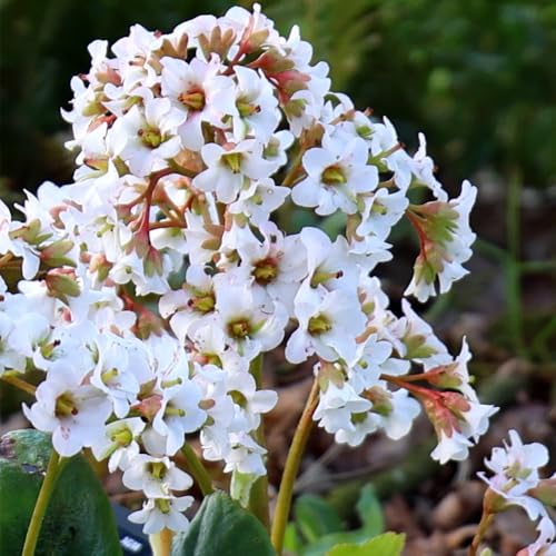 Plant Theory 9cm Pot Bergenia Bressingham White Elephants Ears Perennial