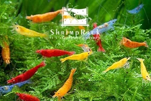NEOCARIDINA (FIre Red, Blue Dream, Yellow Golden Back, Orange Sunkist etc.