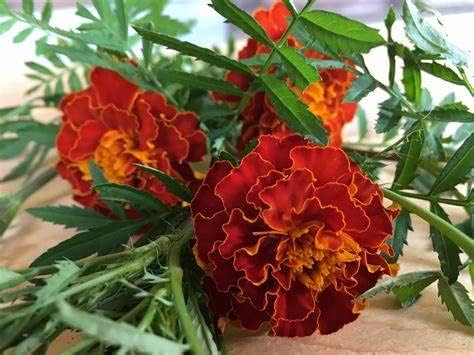 Miniatura 6 de 600 semillas brillantes de mezcla de caléndula francesa, 0.11oz de semillas, no transgénicos, herencia polinizadora, abeja, mariposa, enana,