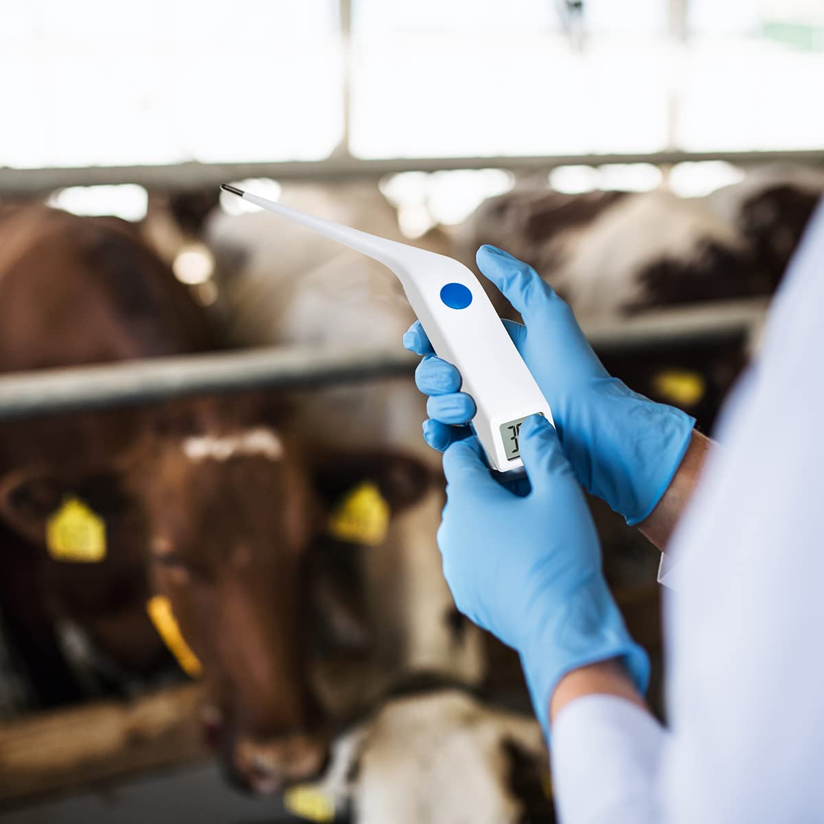 TFA Dostmann Termometro per animali veterinario digitale VET 112, 15.2019, per la misurazione della febbre in cani, gatti, cavalli, ecc., impermeabile IP67, con memoria dei valori misurati, bianco