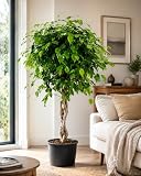 Birkenfeige Ficus Benjamina Exotica Stämmchen ca.120 cm – Pflegeleichte Zimmerpflanze für Zuhause – Dekorative Grünpflanze, Ideal für Wohnzimmer & Büro – Luftreinigend & Robust