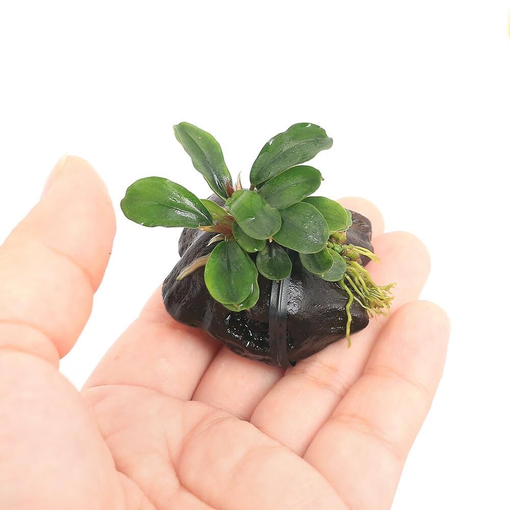 Amazon.co.jp: （水草）☆活着済☆ ブセファランドラsp