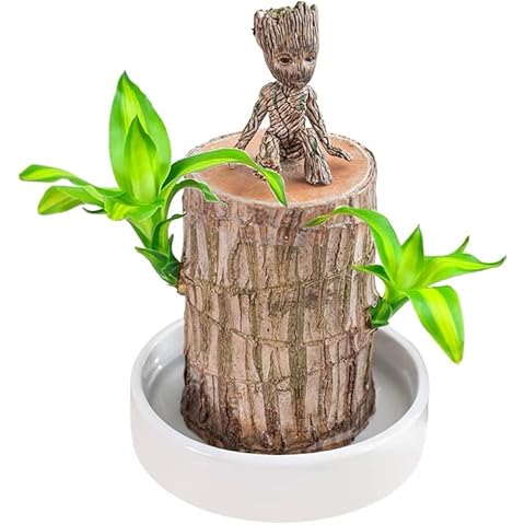 Qxiao Cute Lucky Wood Plant Brazilian Wood Hydroponic Water Potted Plant Stump Mini Plant Indoor for Office Home Desktop Decoration Groot Green Plant Brazilian Wood Cover