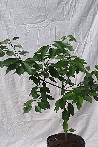 Minneola Tangelo Tree, Mandarin Grapefruit Hybrid Citrus (Excludes: CA,TX,LA,AZ)