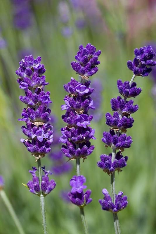 Ritz Farming® Imported Agastache Astello indigo flower seeds | blue Agastache Astello indigo flower seeds for Home pots | all Season Flowering seeds for Gardening pack of 20-40 seeds (B0CLV6L488) Amazon Price History, Amazon Price Tracker