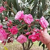 10 piezas semillas de adelfa, jardín plantas flores silvestres balcón flores (Nerium adelfa) balcón plantas flores de primavera regalos para los amantes del jardín plantas