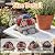 Snclriao Solar Garden Decor Outdoor Turtle Statue with Multi-Color Rose Flowers & 7 LED Lights – Outside Tortoise Decoration for Lawn Yard Patio Backyard - Home House Art - Gift for Men Dad Women Mom