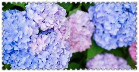 200pcs / semilla bolsa de hortensias, hortensias china, flor hortensia bonsai, el...