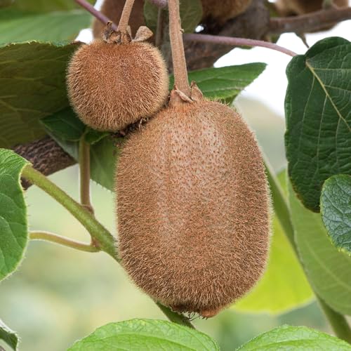 Kiwi Jenny | Plante de kiwi Actinidia | Plants de kiwi prêts pour le jardin extérieur