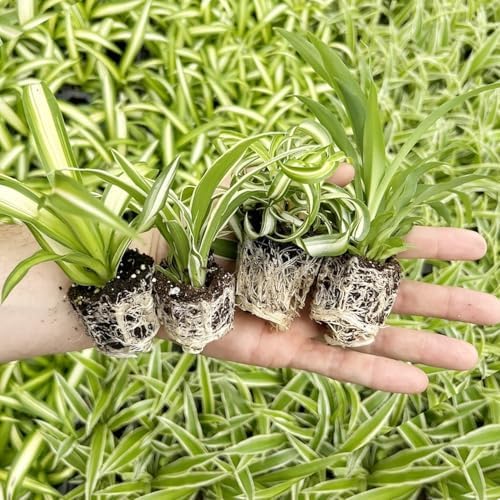 Spider Plant Variety Pack - 4 Spider Plants Live House Plants - O...