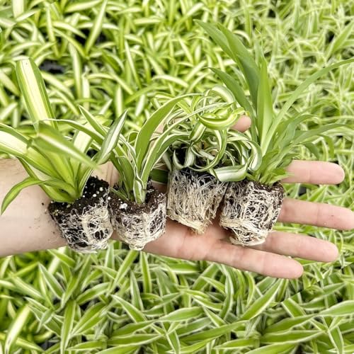 Spider Plant Variety Pack - 4 Spider Plants...