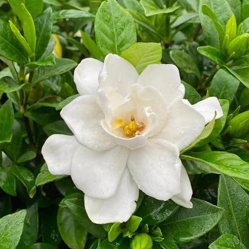 Gardenia Live Plant (Pack of 1) (B0D6GSXG3K) Amazon Price History, Amazon Price Tracker
