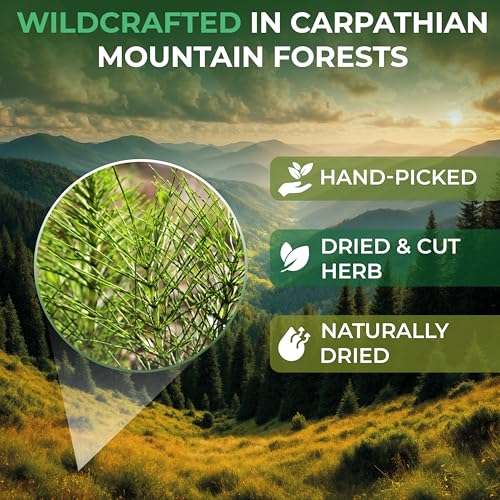 Image of 40 Bags Dried Horsetail Herb Tea Shavegrass Cola De Caballo Hierba (Equisetum Arvense) - 40 Count 1.5 g Tea Bags Horsetail Leaf Leaves Herb