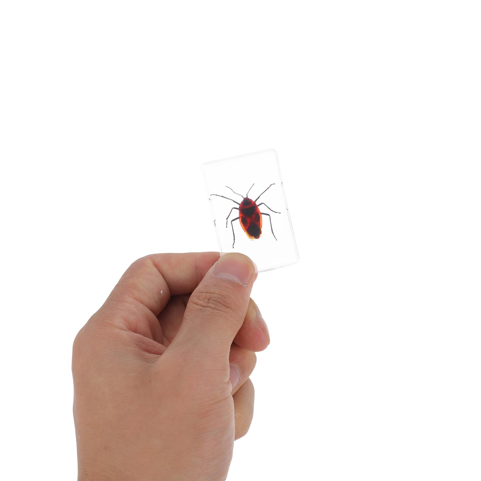 Adorainbow 6 Stück Insektenpräparat aus Kunstharz als Briefbeschwerer und Sammlerstück mit Elegantem Design für Wohn und Arbeitsbereich