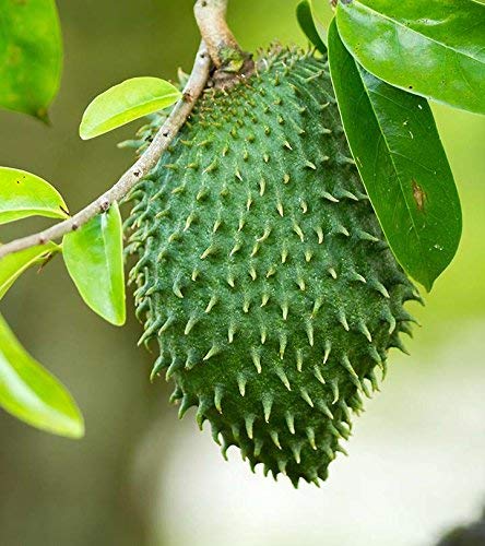 10pcs Graviola Annona Muricata Soursop Fruit Seeds