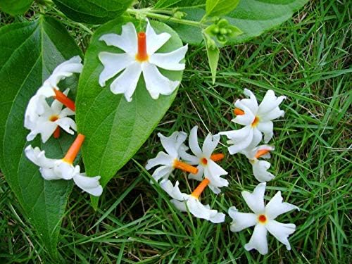Image of HariGuru Shiuli Flower Plant (HYBRID)