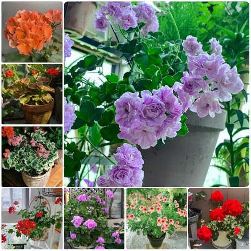 Semi di geranio - semi di Pelargonium hortorum - biologici perenni di esotiche 150pcs