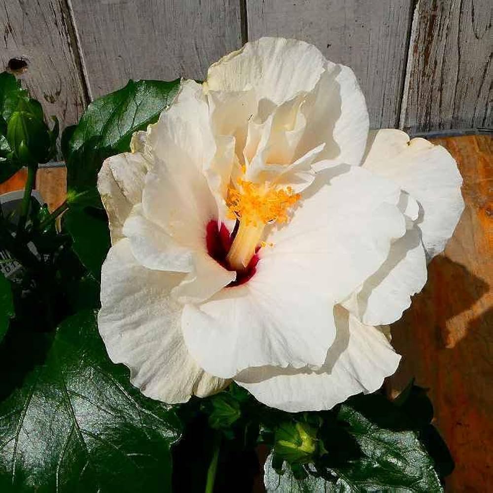 Amazon | ハイビスカス 苗 クラシックシリーズ ショパン 八重咲き 白