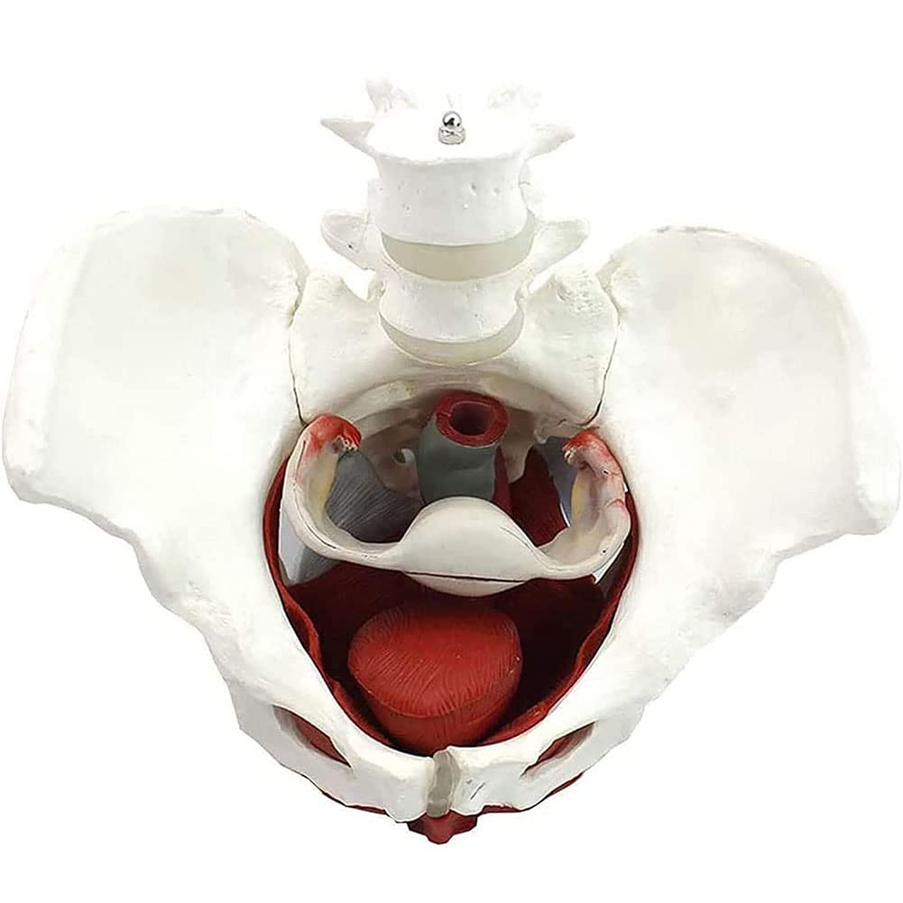 Model Anatomiczny - Model Żeńskiej Miednicy Naturalny, Model Biodra - Model Żeński Miednica Z Kością Kości Biodrowej