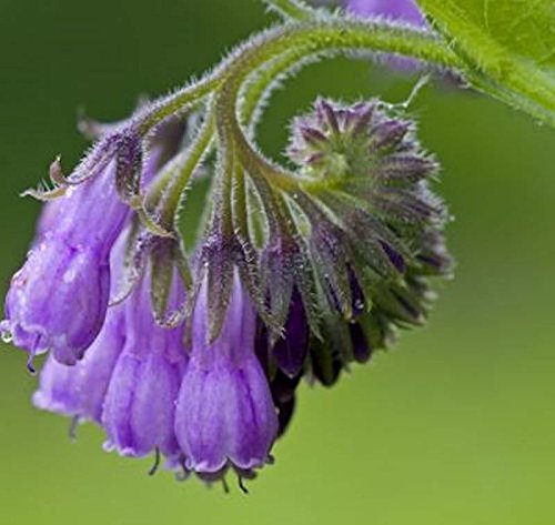 Symphytum officinale Topf 9cm – Winterhart, Mehrjährig, Pflegeleicht – Echter Beinwell – Staude für Beet & Naturgarten