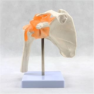 ZMX Human Shoulder Joint Bone Model - Educational Model Human Shoulder Bone Structure Model - Human Scapula Model - for Teaching Study