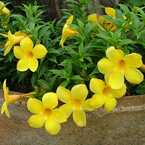 MaliaGarden Live Allamanda Yellow Flower - 1 Plant - Creeper Golden Trumpet Flower Climbing Decorative Plant - Pack In Poly Bag (B07V3T9SSG) Amazon Price History, Amazon Price Tracker