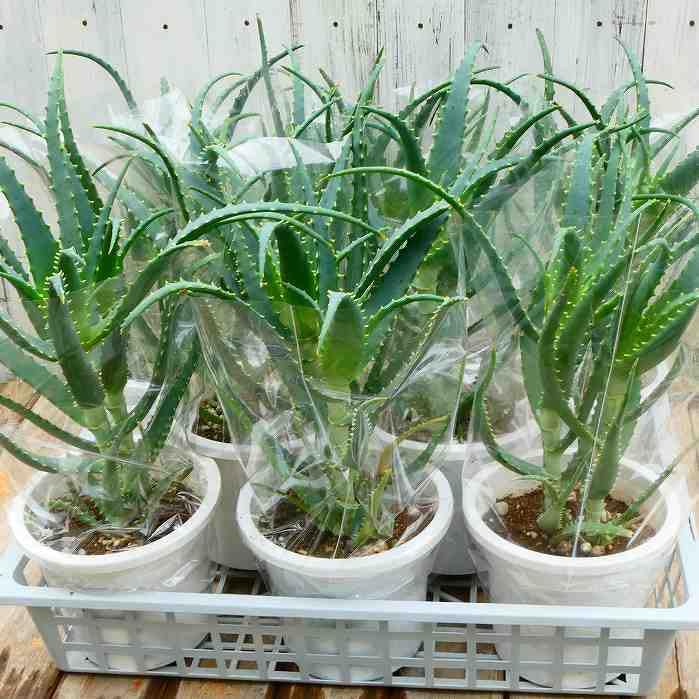 Amazon.co.jp: アロエ 5号鉢 苗 木立アロエ 鉢植え 2株植え 医者