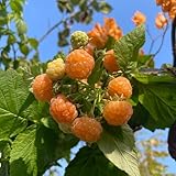 35 piezas semillas de plantas de frambuesa amarilla, árboles frutales columnares, árbol de frambuesa de jardín - Rubus idaeus - fruta columnar resistente, semillas de jardín de regalo, semillas d