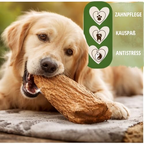 PetLove Kauwurzel für Hunde mit Olivenöl • 100% natürliches Kauholz • Kauknochen mit Mineralien • Kauspielzeug Hund • Größe: XL (751-1000g) • Für große Hunde