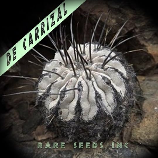 Amazon.co.jp: 北カリサルバホ産！黒士冠 種子 5粒 Copiapoa cinerea v