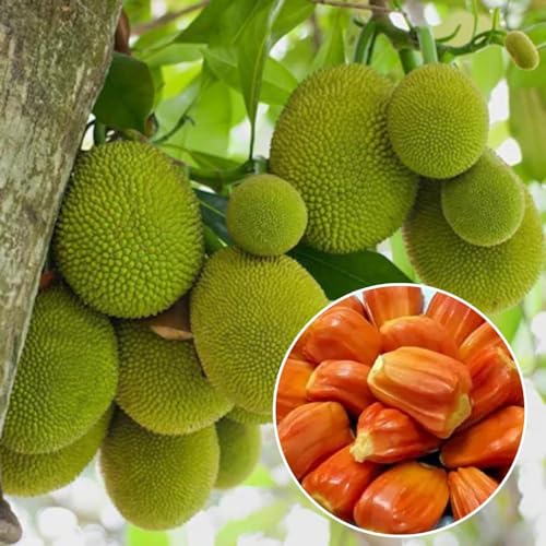 Image of Muttan Varikka Jackfruit Live Plant (Artocarpus Heterophyllus) a€ inch Healthy Fruit Tree for Home & Garden, Sweet Flesh Variety, Outdoor Farming & Balcony Gardening - Pack of 1