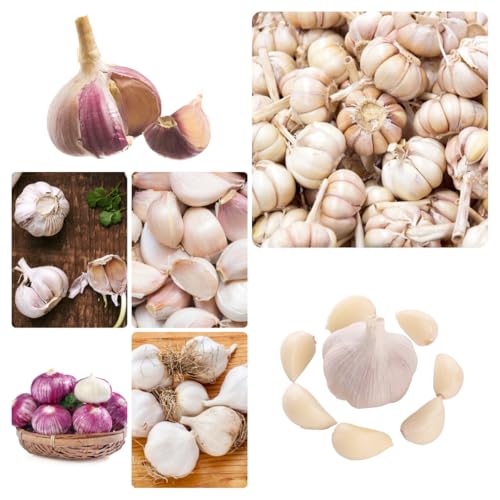 Semillas de ajo resistentes: plante semillas de ajo, Las de jardín son perennes resistentes. semillas de, de jardín plantar 250pcs
