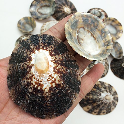 PEPPERLONELY 20PC Brown Limpet Sea Shells, 1-1/4 Inch ~ 2-1/2 Inch