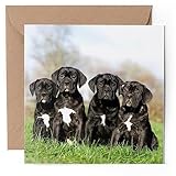 cuccioli di cane corso in regalo a palermo 144 mm di larghezza x 148 mm di altezza